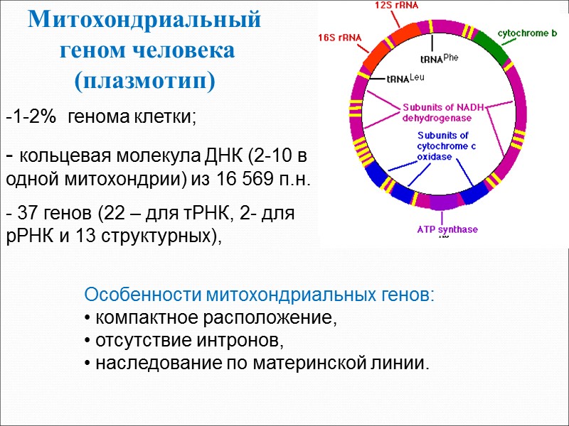Митохондриальный  геном человека (плазмотип) 1-2%  генома клетки;  кольцевая молекула ДНК (2-10